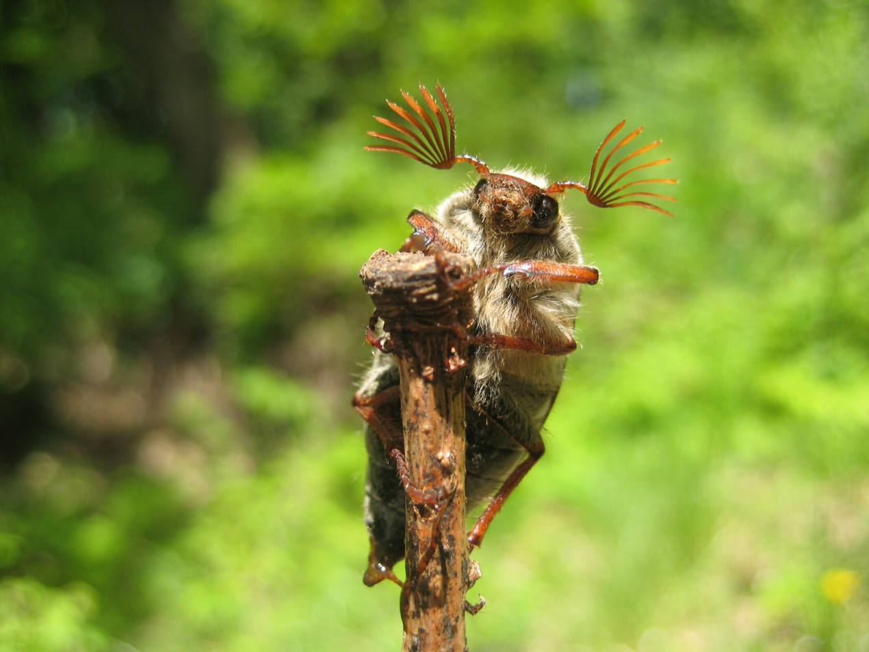 Майский жук в заказнике «Стрижамент». Фото: Дмитрий Казначеев, участник конкурса РГО «Самая красивая страна»