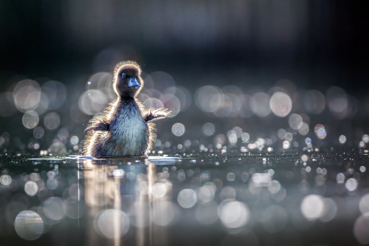 Wings. Photo: Nadezhda Muravyeva, participant of the RGS’s contest
