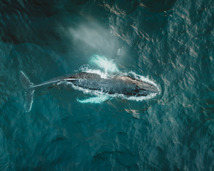 Горбатый кит кормится у побережья Баренцева моря. Фото: Павел Решетов, участник конкурса РГО "Самая красивая страна"

