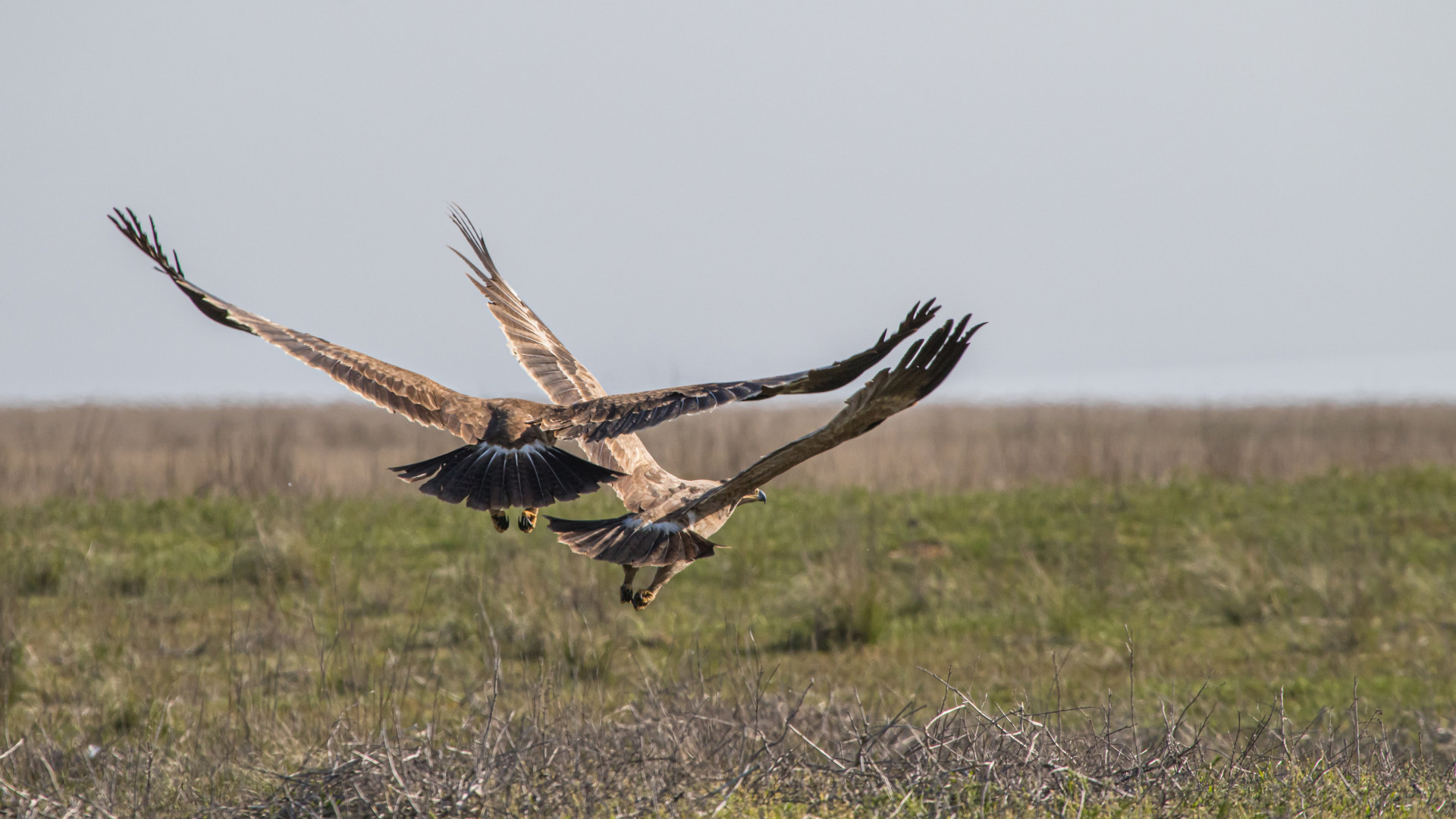Степные орлы, заповедник «Черные земли». Фото: Константин Митрофанов, участник фотоконкурса РГО «Самая красивая страна»