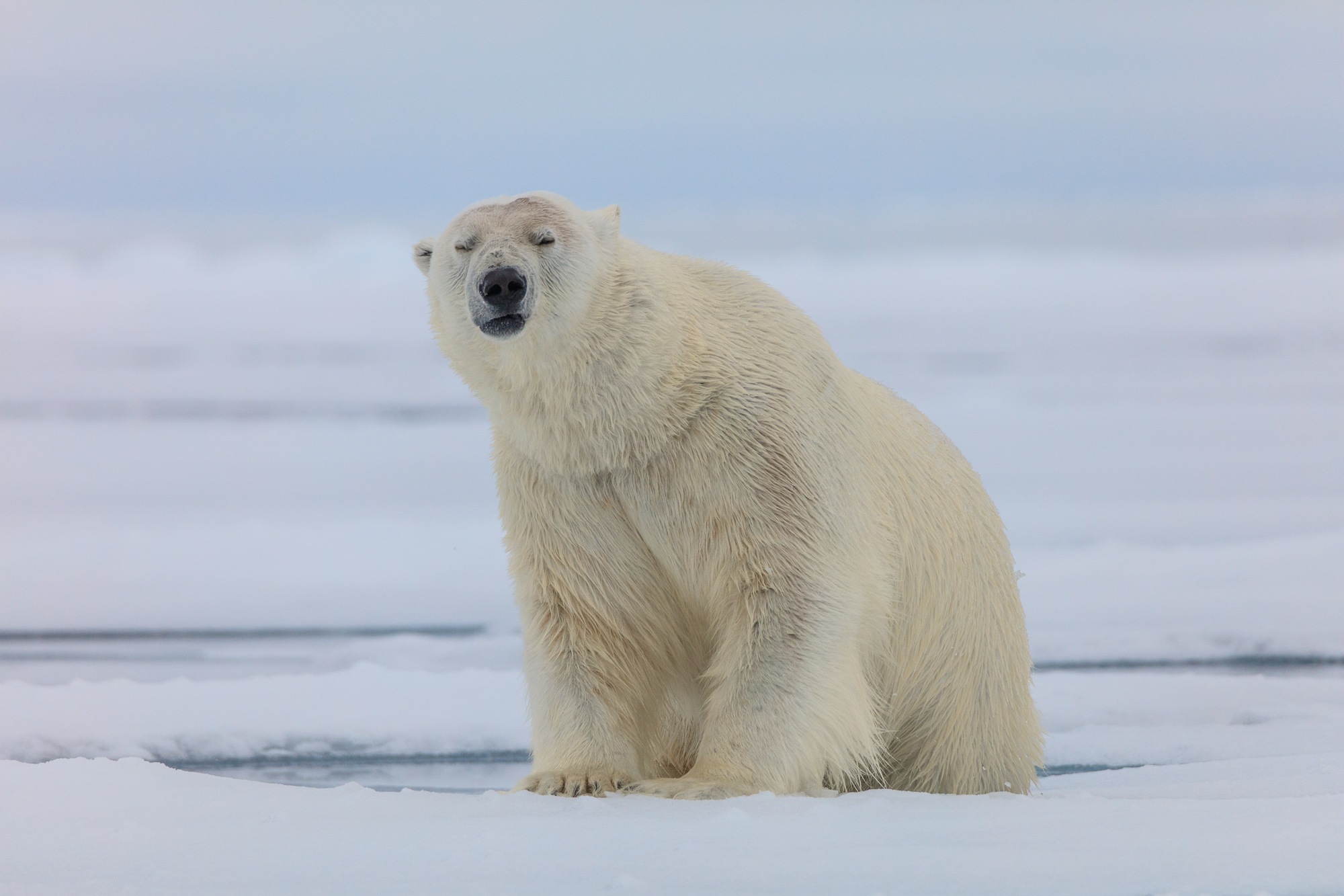 Парк северных животных. Арктика медведь РГО. Белые медведи в арктических пустынях. Арктика земля Франца Иосифа полярники.