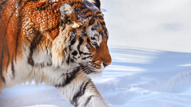Amur tiger. Photo: Oleg Bogdanov, participant of the photo contest of the RGS "The Most Beautiful Country"

