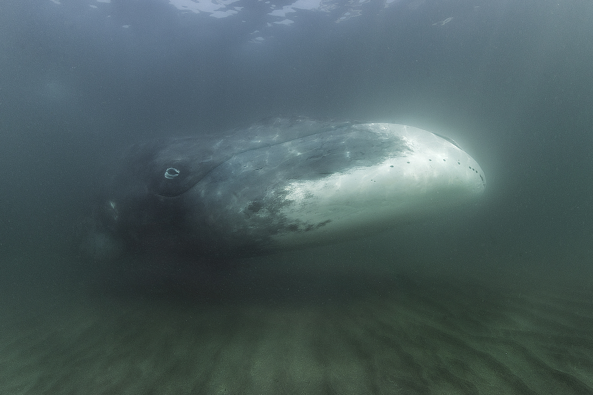 Популяция гренландского кита постепенно восстанавливается. Фото: Михаил Коростелёв