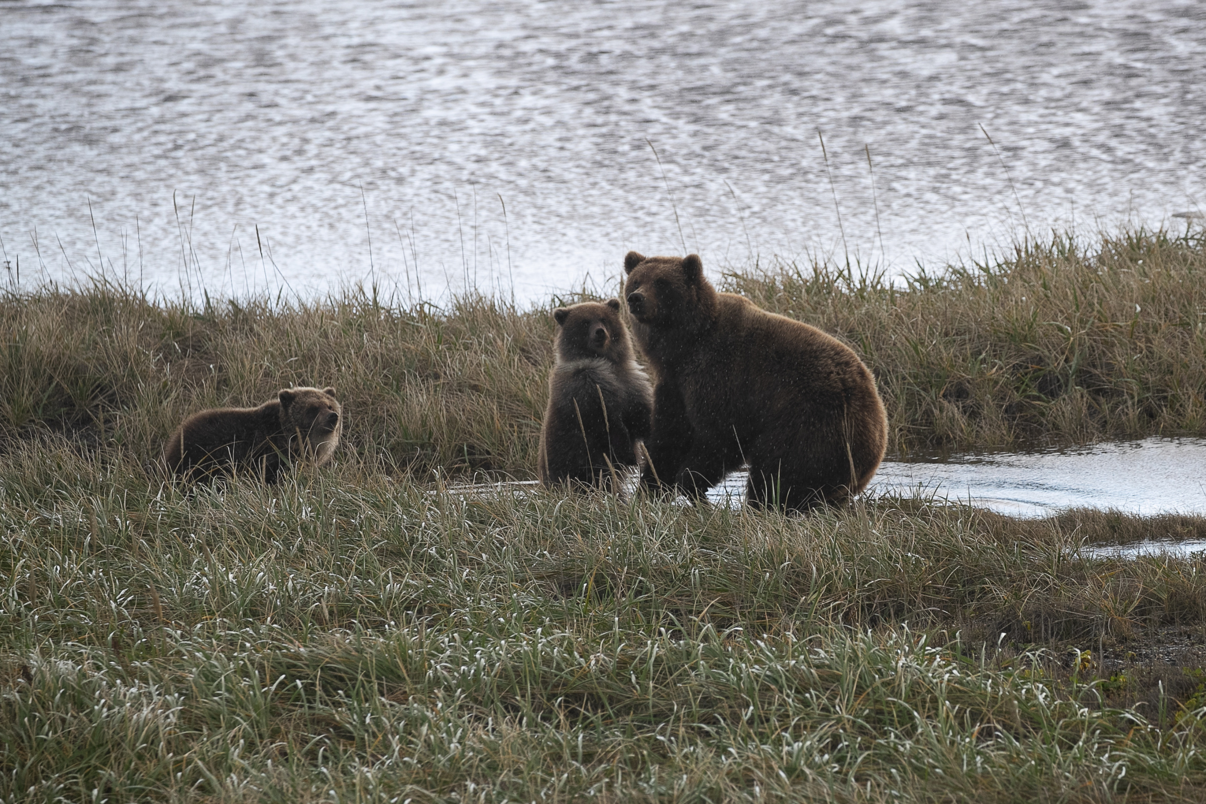 Медведица бдительно следит, чтобы к медвежатам никто не приближался. Фото: Роман Романишин
