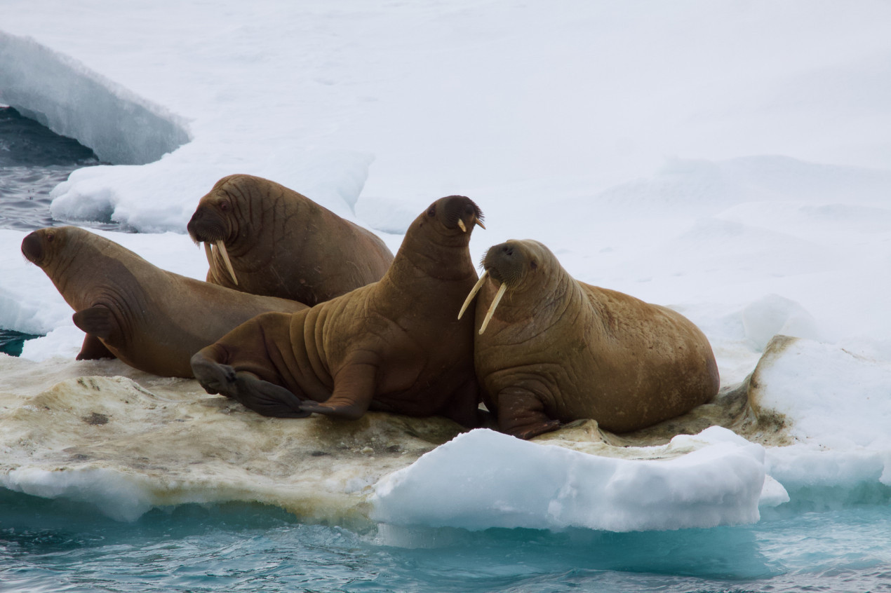 Scientists have installed two camera traps that will record the appearance of walruses on the island of Alexandra Land during their migrations to more southern waters. Photo: Leonid Kruglov