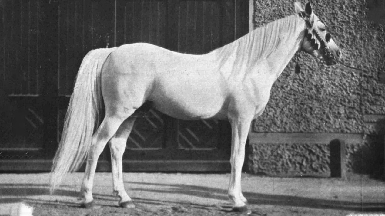 Арабская лошадь. Фото: wikipedia.org