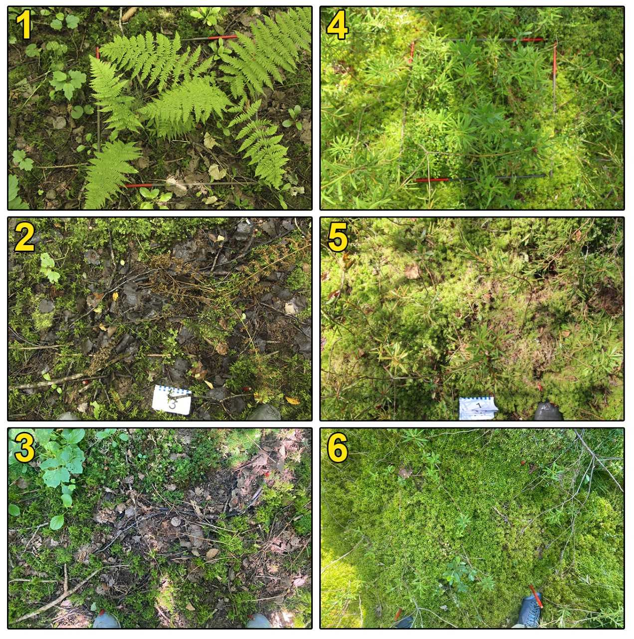 Площадки эксперимента в Калужской области. Внесение керосина в нагрузке 100 г/кг в лесном (слева, 1-3) и болотном (справа, 4-6) сообществах: 1,4 — до внесения керосина; 2,5 — спустя месяц после внесения керосина; 3,6 — спустя год после внесения керосина.