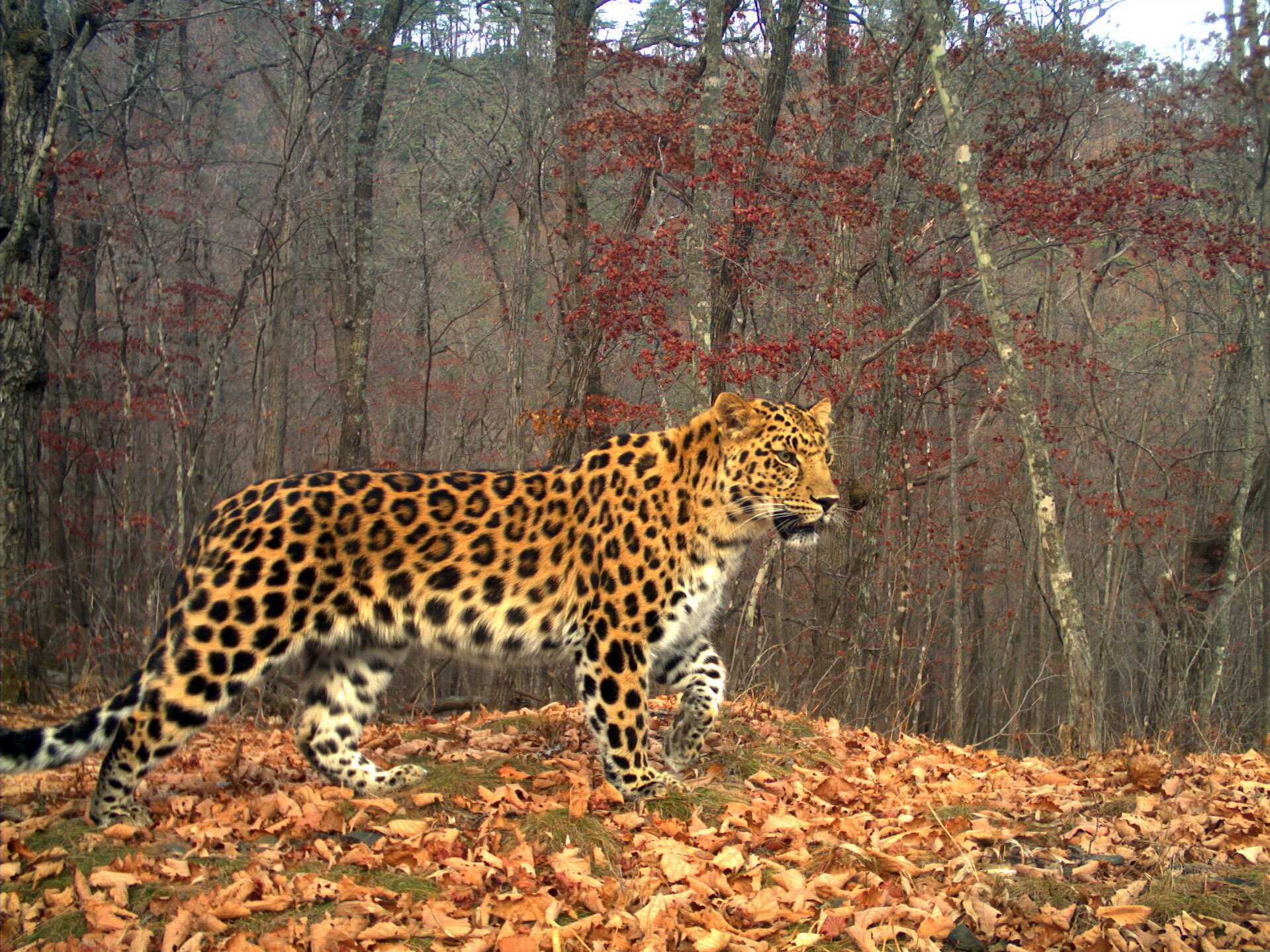Дальневосточный леопард. Фото: Виктор Сторожук, участник конкурса РГО 