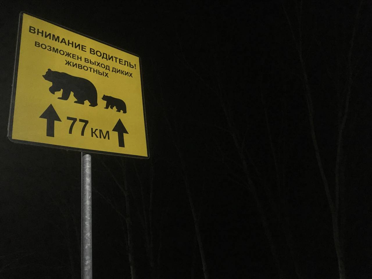 На Камчатке медведей не много, а очень много.: Роман Романишин
