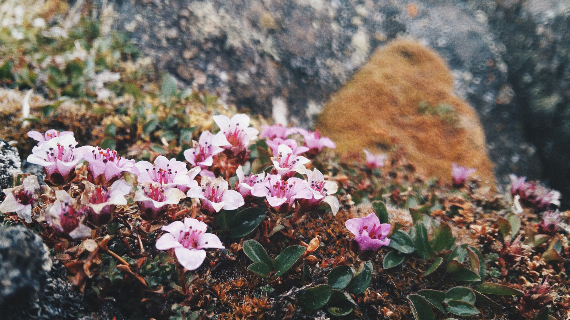 Arctic flora. Photo: Daria Antufyeva