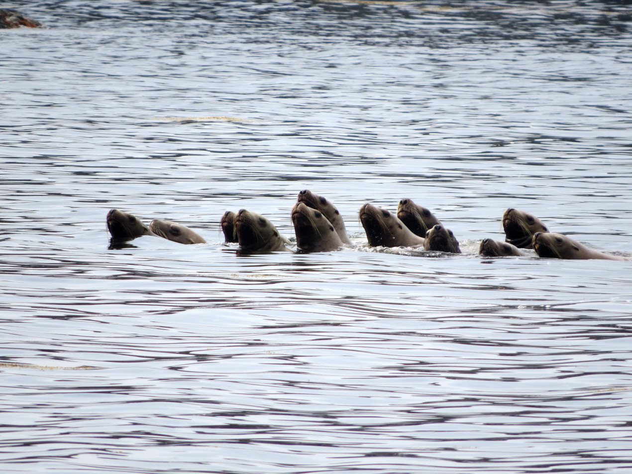 Тюлени у берегов Урупа. Фото: Светлана Евфратова