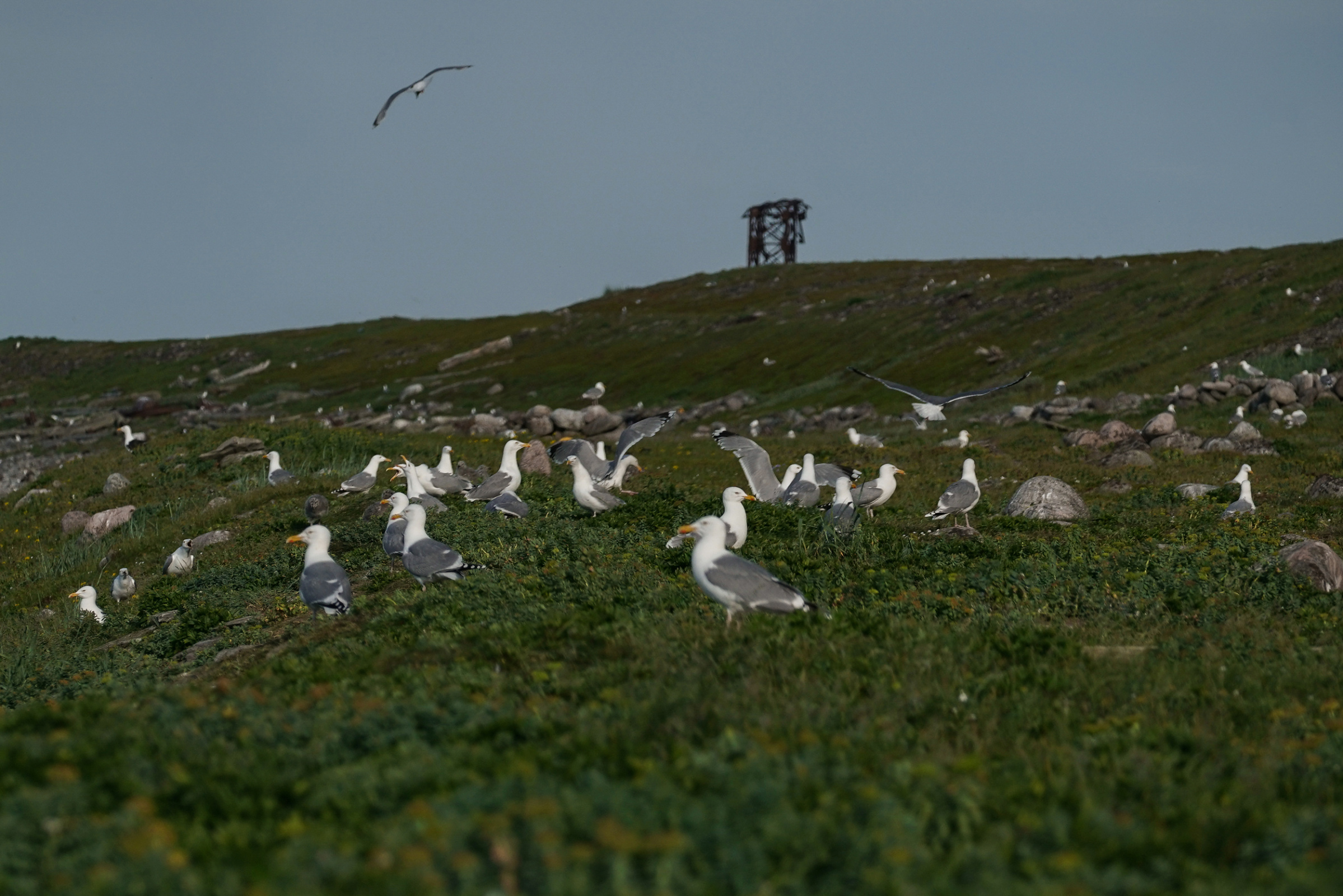 Остров населяют более 40 видов птиц, включая краснокнижных. Фото: пресс-служба РГО/Анна Юргенсон