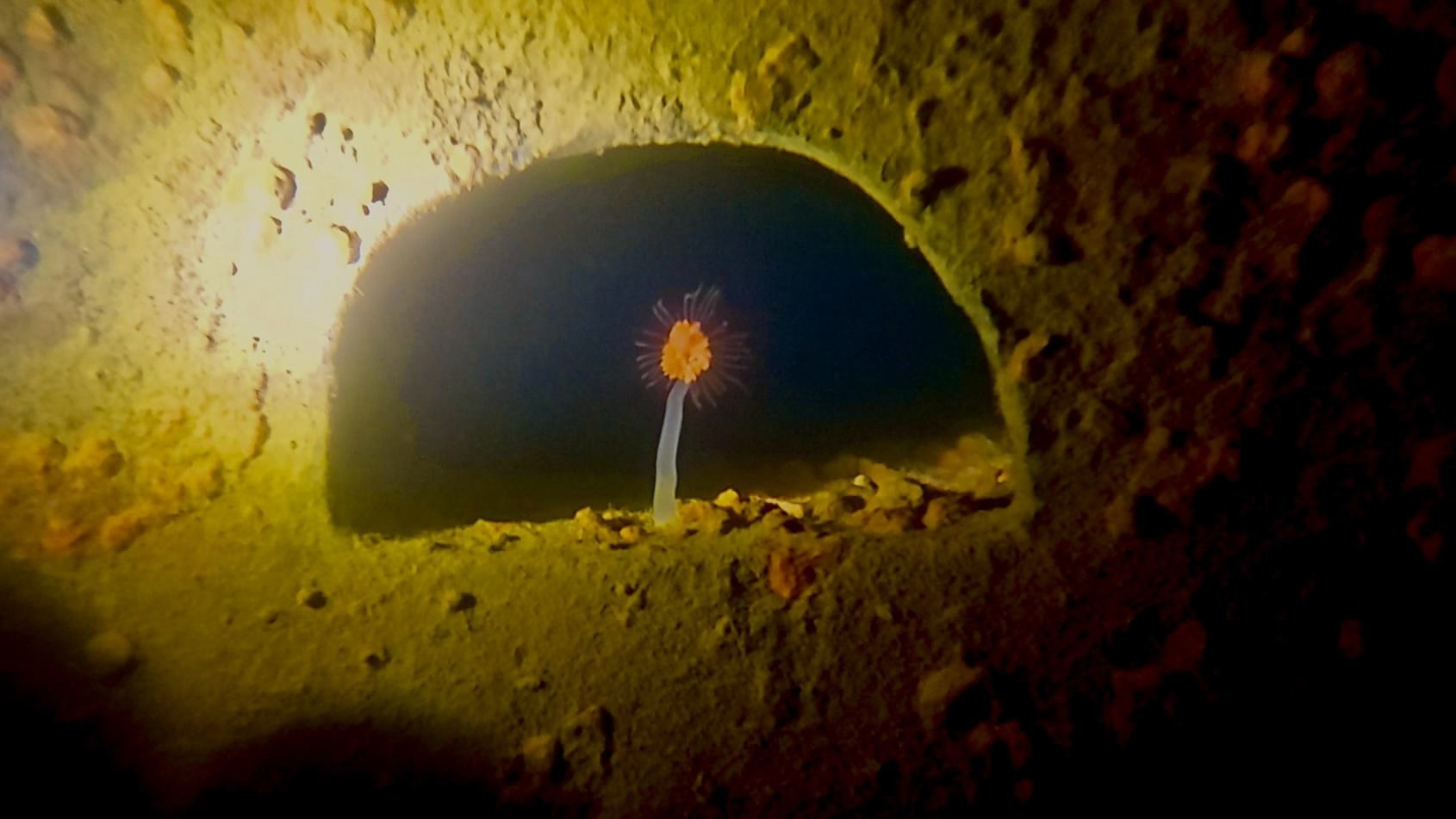 The steamer "Tbilisi", discovered at the bottom of the Kara Sea. Photo: Norilsk Local Branch of the RGS