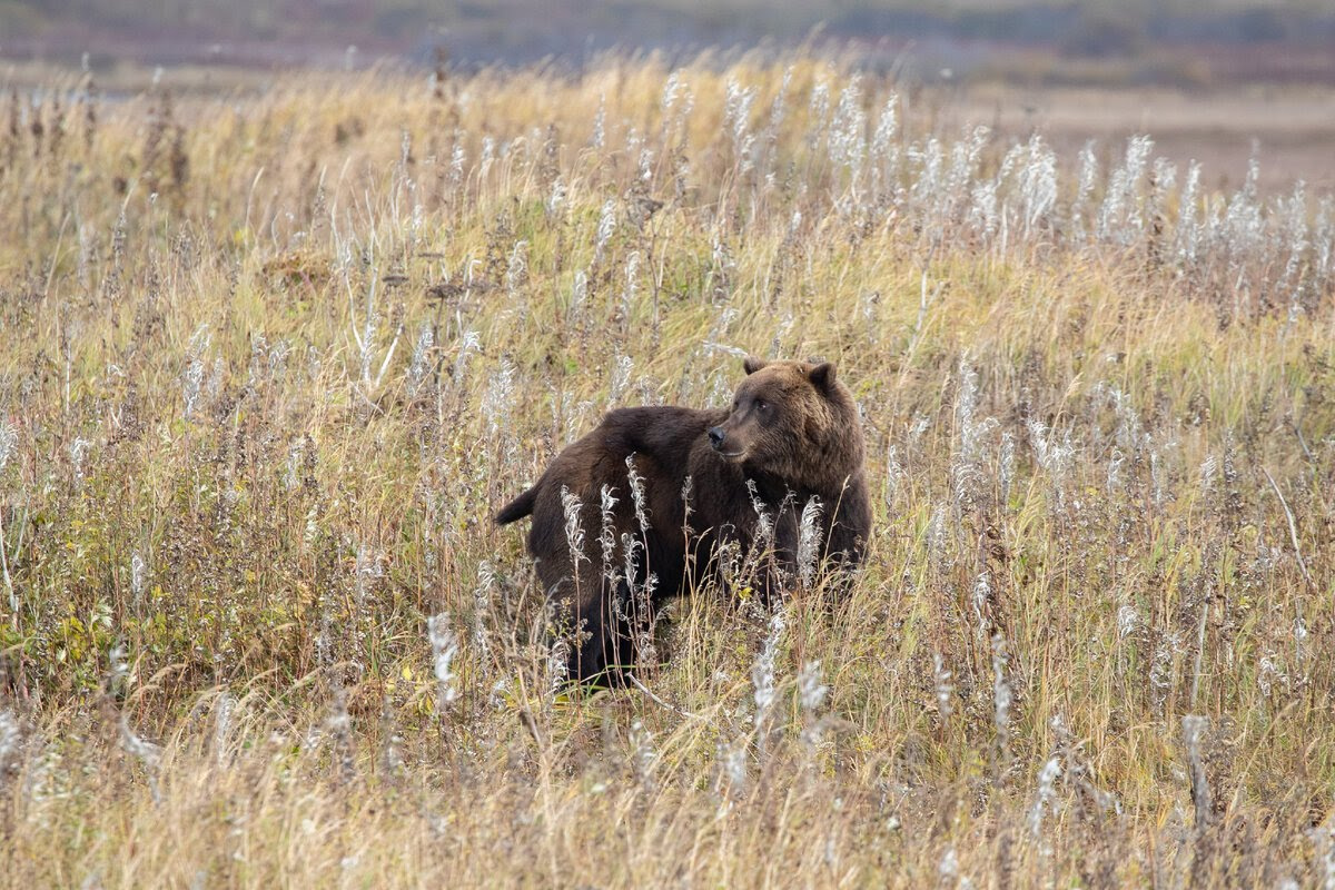 Бурого медведя в зарослях высокой травы сложно заметить с первого раза. Фото: Сергей Кравцов