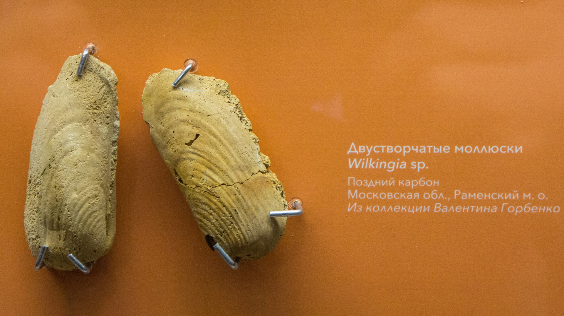 Моллюски. Фото предоставлено Биологическим музеем им. К. А. Тимирязева