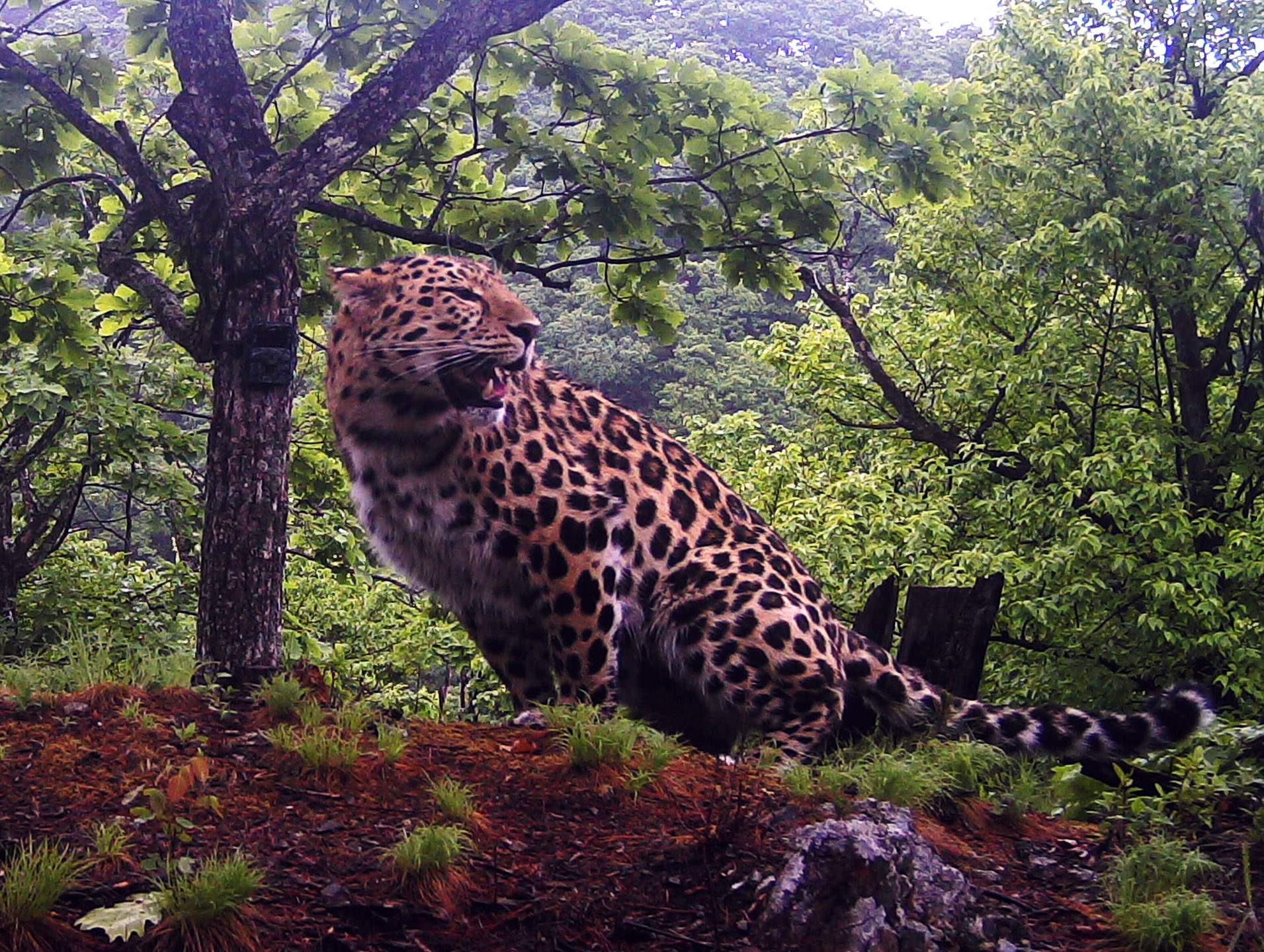 Взрослый леопард 1 Leo 157М. Фото предоставлено ФГУП