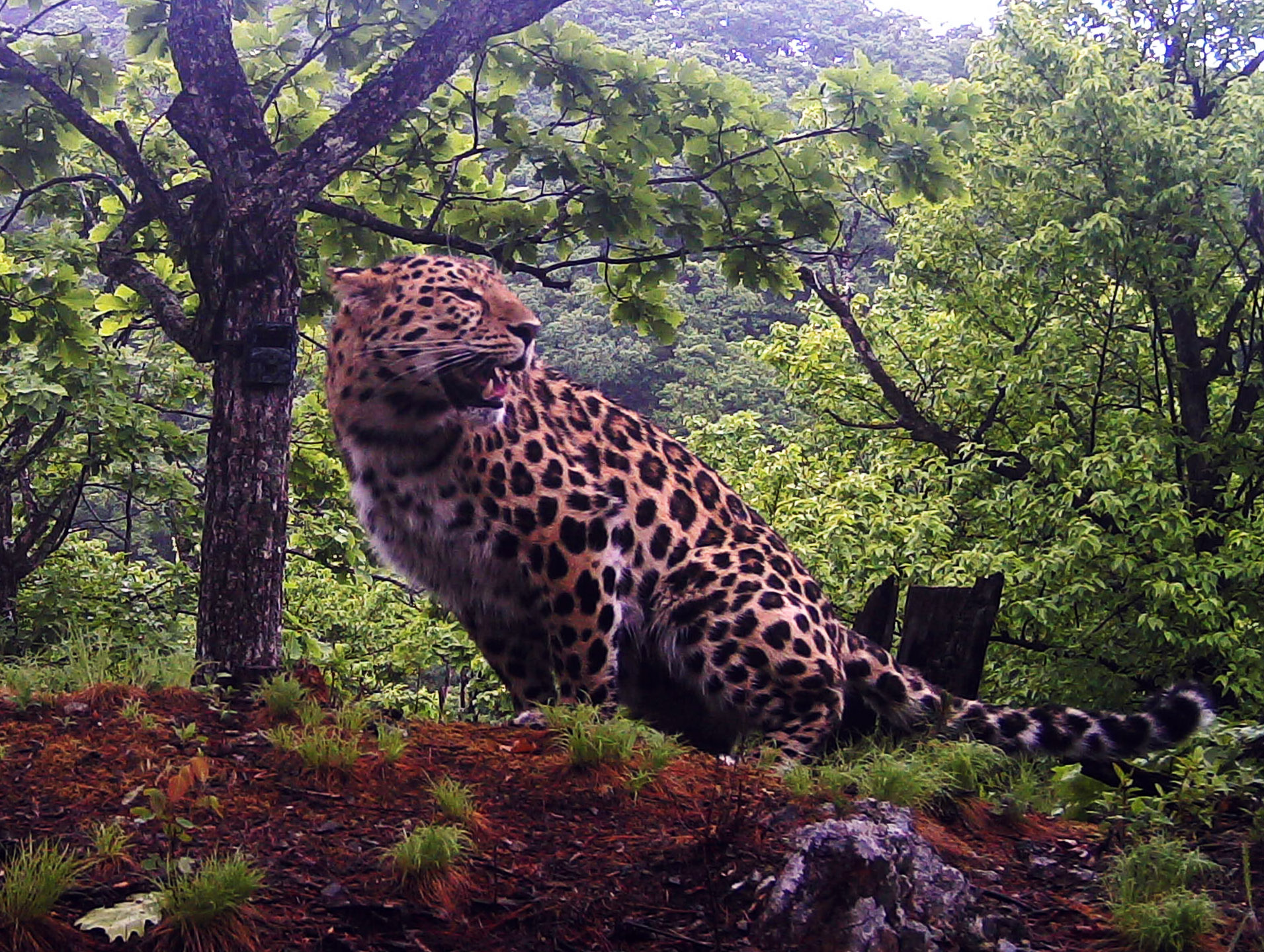 Взрослый леопард 1 Leo 157М. Фото предоставлено ФГУП 