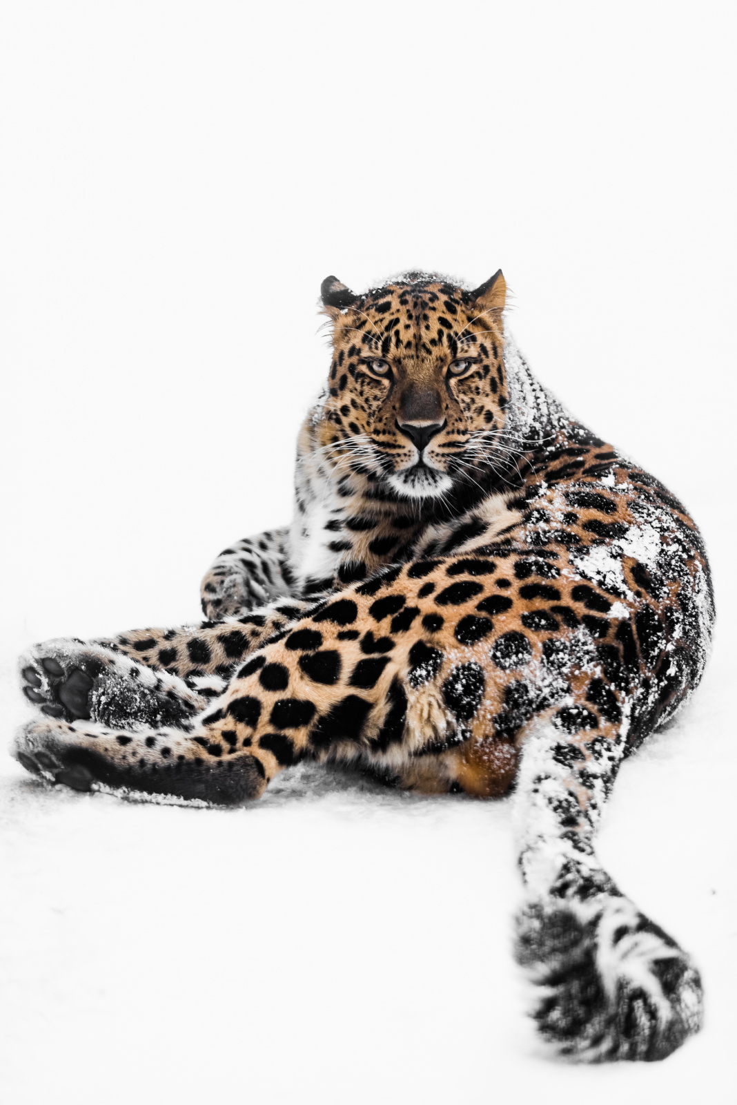 Дальневосточный леопард. Фото: Михаил Колесников