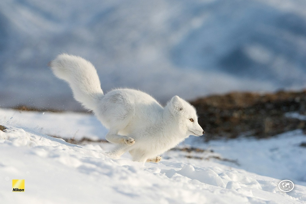 A polar (Arctic) fox