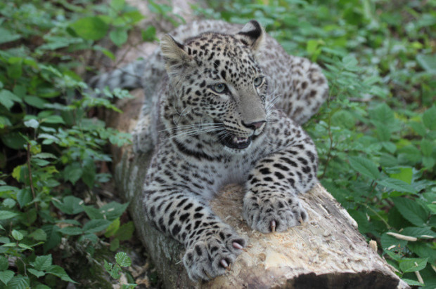 Переднеазиатский леопард. Фото предоставлено Центром восстановления леопардов на Кавказе