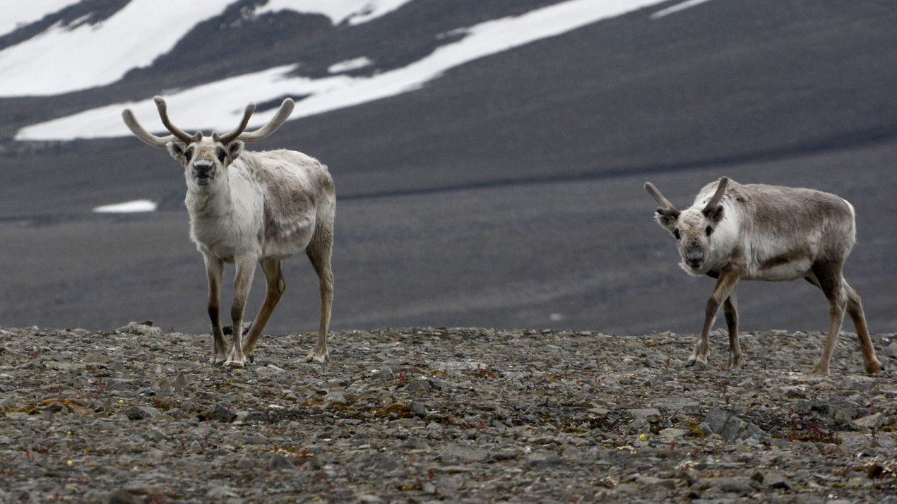 Deer are becoming even more northern inhabitants due to climate change. Photo: Ivan Mizin