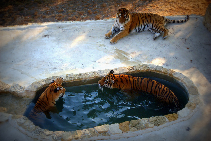 In recent years, the tiger population in India has been growing by more than 6%. Photo: Fyodor Dokukin, participant of the RGS’s contest "The Most Beautiful Country" 