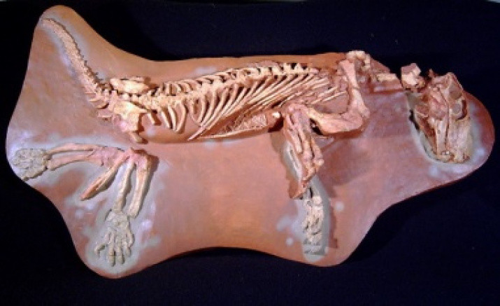 Скелет горгонопса. Фото предоставлено Вятским палеонтологическим музеем