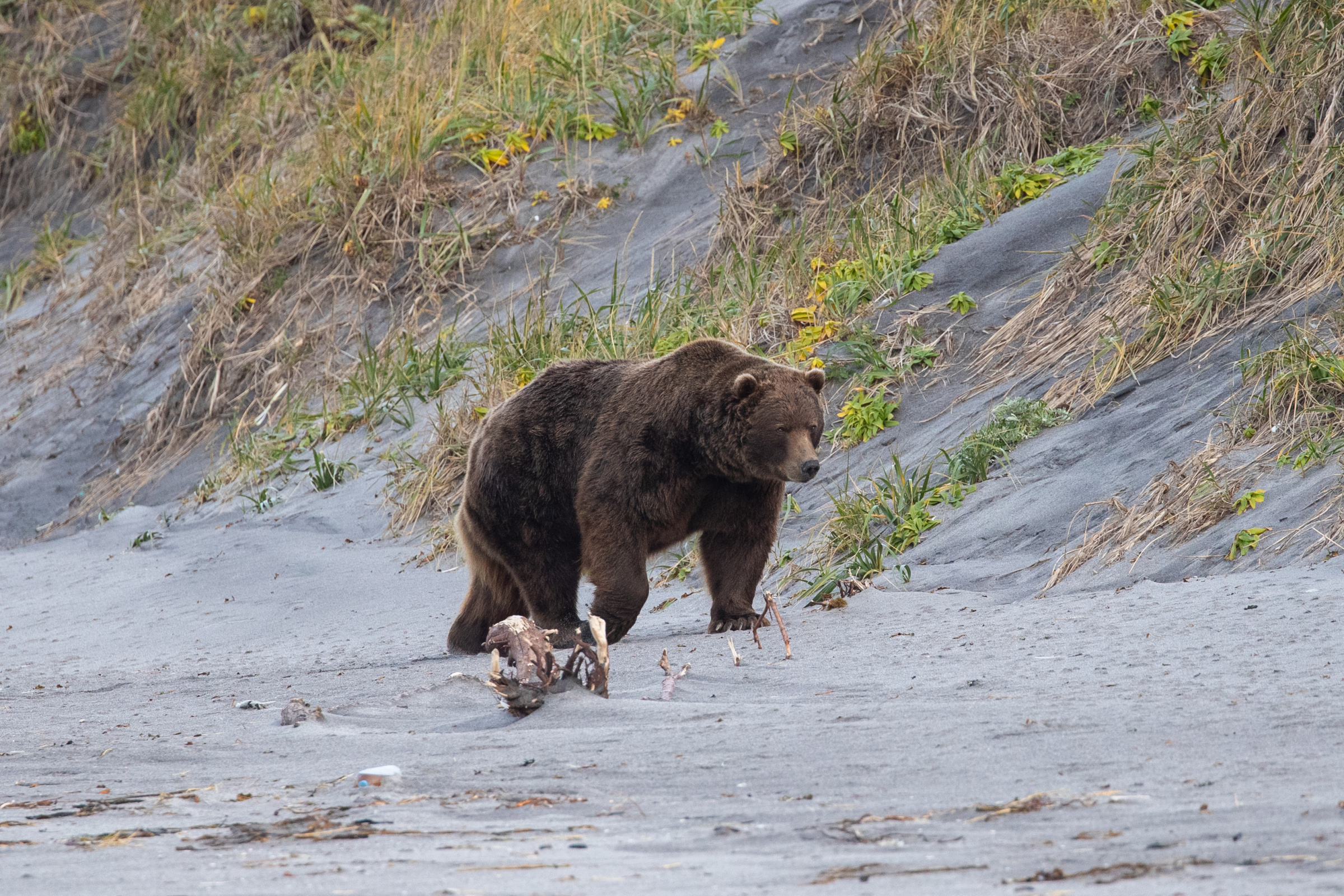 Где живет камчатский медведь. Бурый медведь Сахалин. Бурый медведь в Якутии. Камчатский бурый медведь. Камчатка медведи.