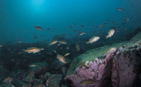 Far eastern groupers