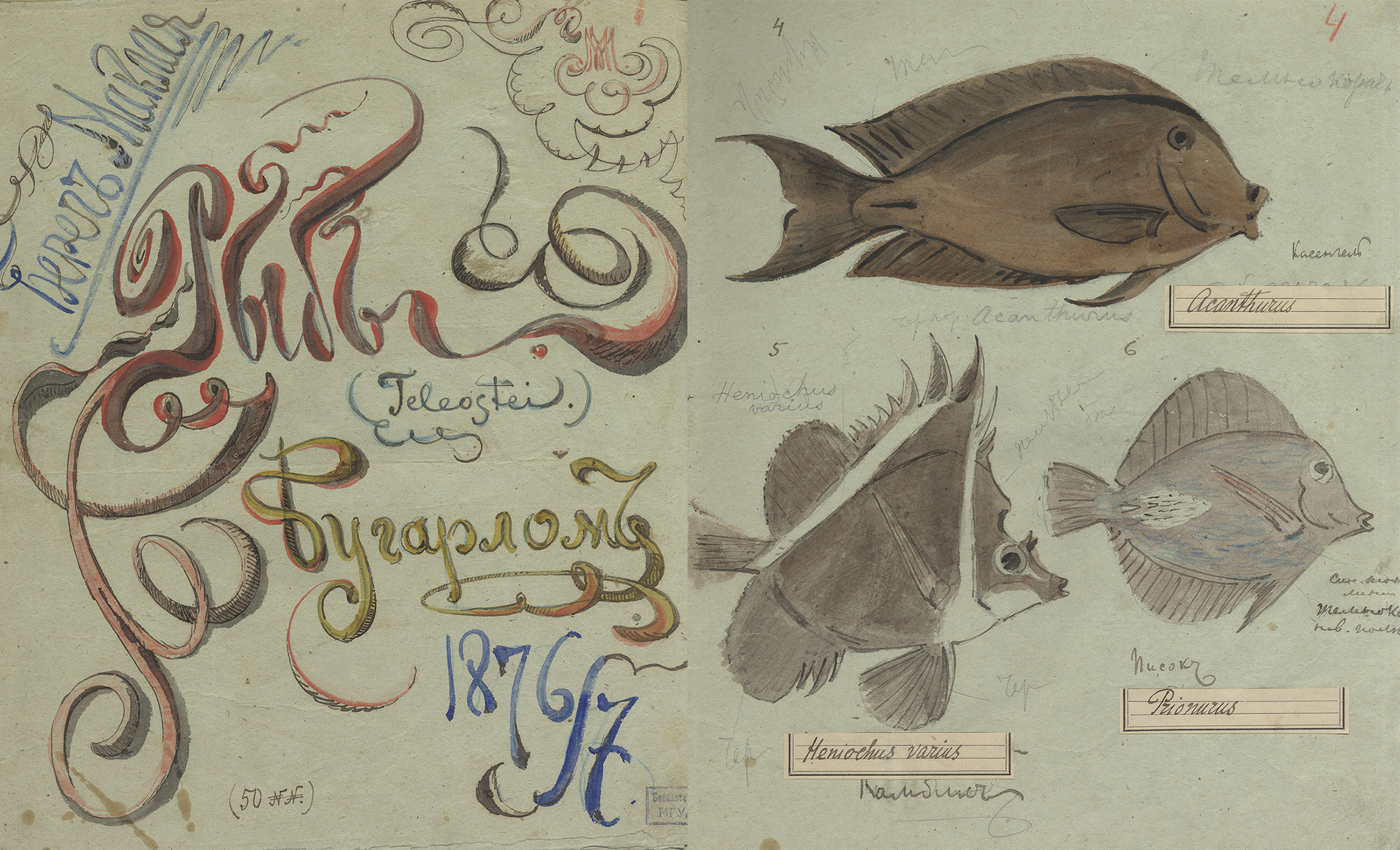 Альбом Н. Н. Миклухо-Маклая с рисунками рыб Мыс Бугарлом, Новая Гвинея. Научный архив РГО