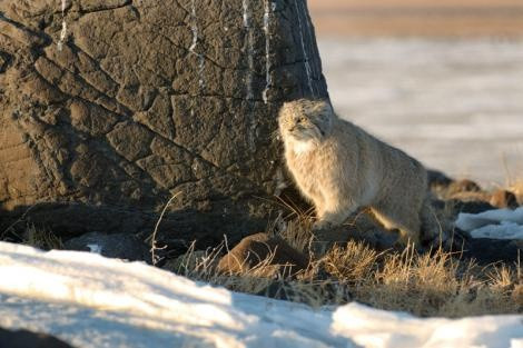 A Pallas’s cat in Daurskiy Reserve. Photo: Vadim Kyrylyuk