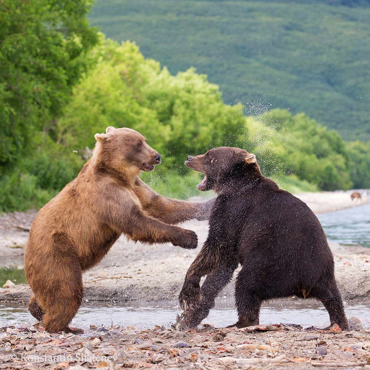 «Рыбные разборки»  Медвежий конфликт на реке Северная. Южно-Камчатский заказник. Фото: Константин Шатенев