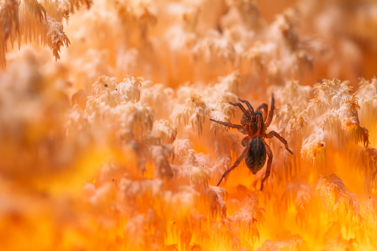 В коралловом царстве. Фото: Денис Пронин, участник конкурса РГО «Самая красивая страна»