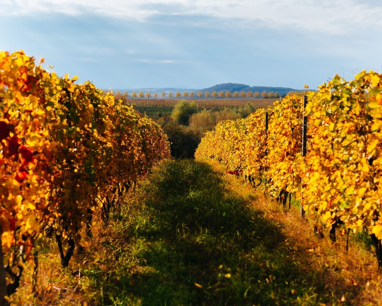 Золотая осень на виноградниках. Фото: vk.com/lefkadia_valley