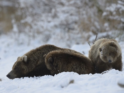 Photo by Igor Shpilenok