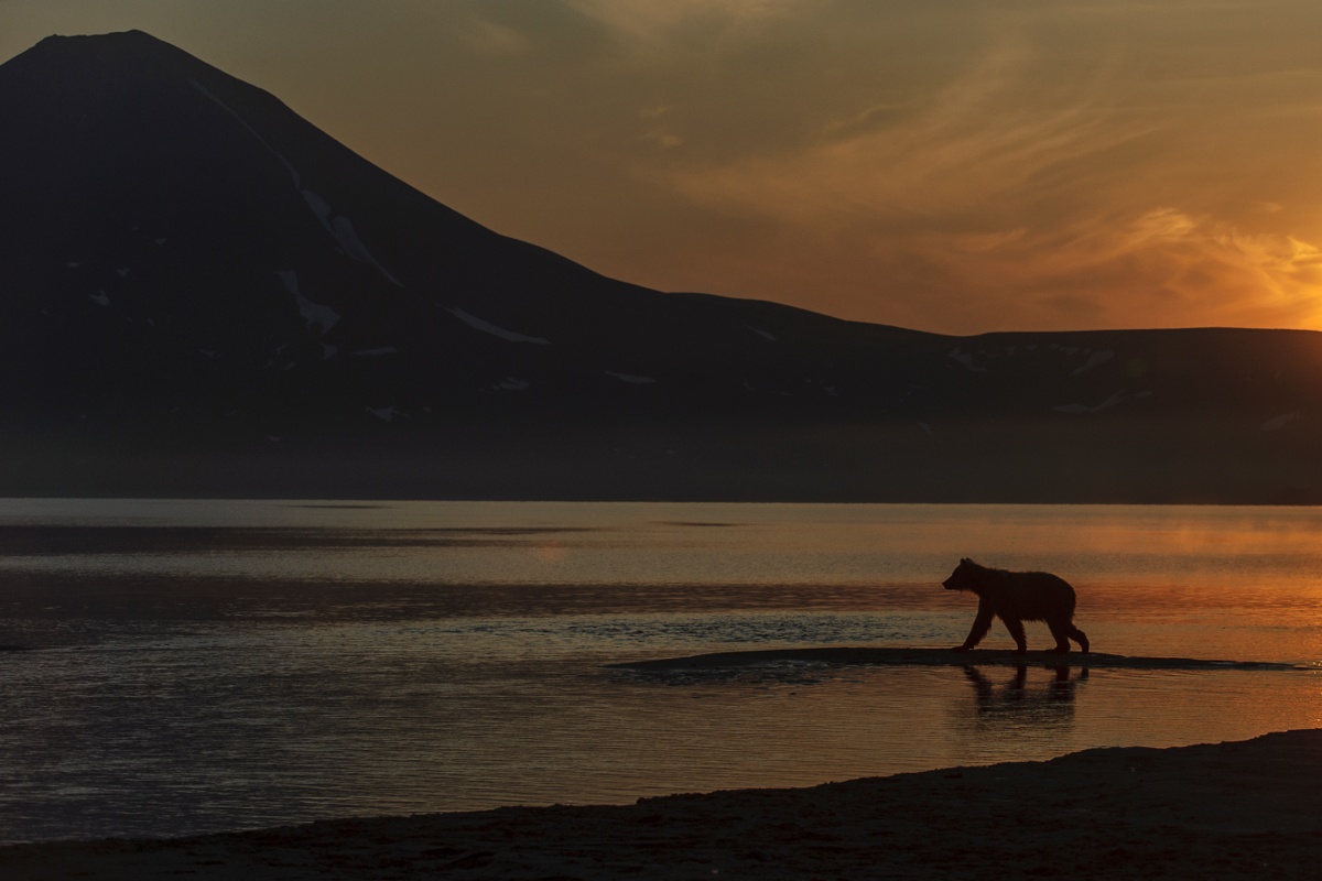Камчатка. Медведь на заре. Фото: Сергей Горшков