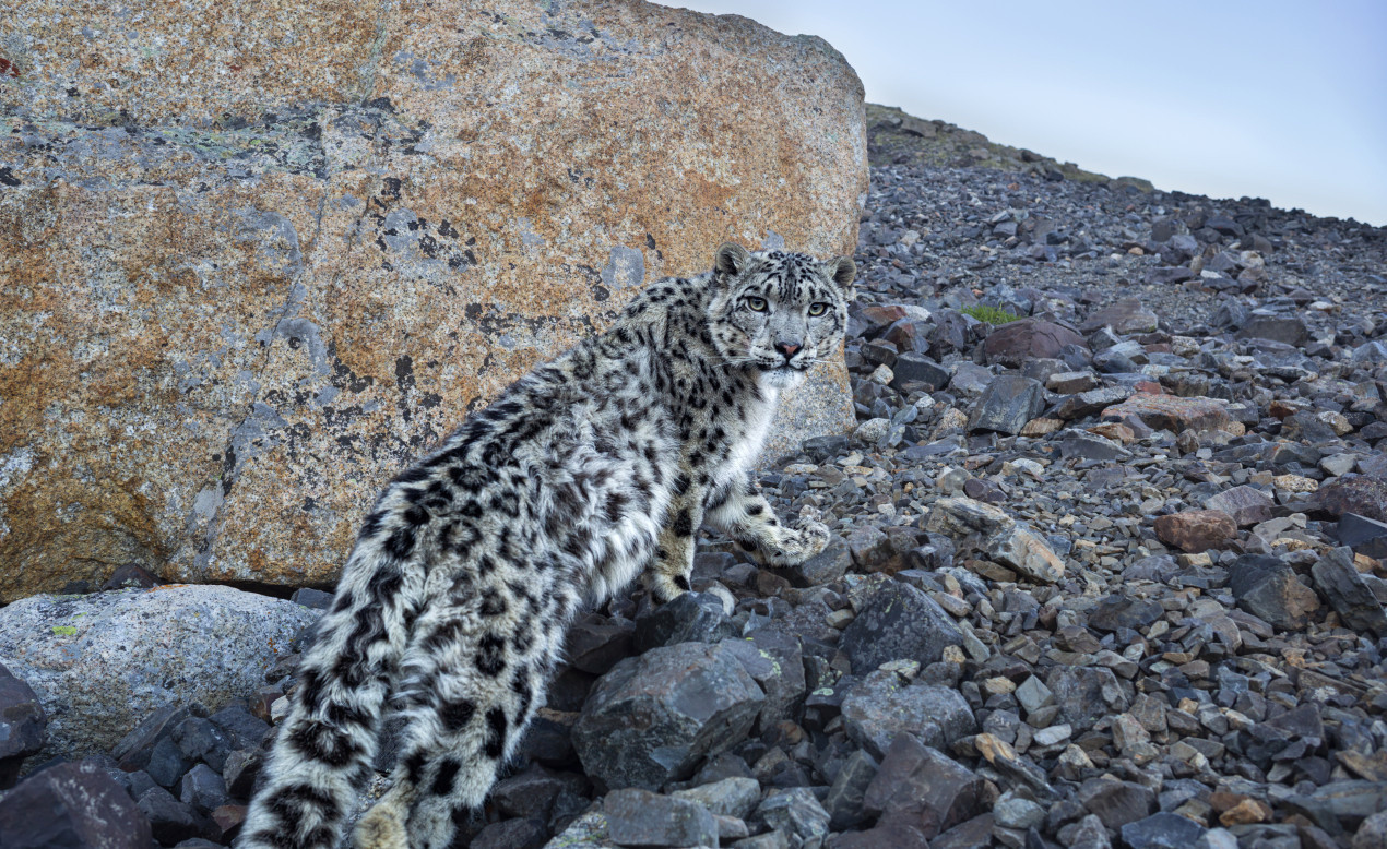 Snow leopard. Photo: Vyacheslav Zametnya, participant of the RGS’s contest