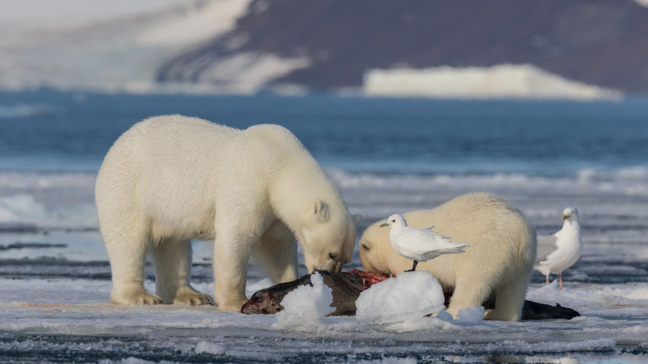Медведица вместе с детенышем обедают пойманным тюленем. Фото: Николай Гернет, участник конкурса РГО «Самая красивая страна»