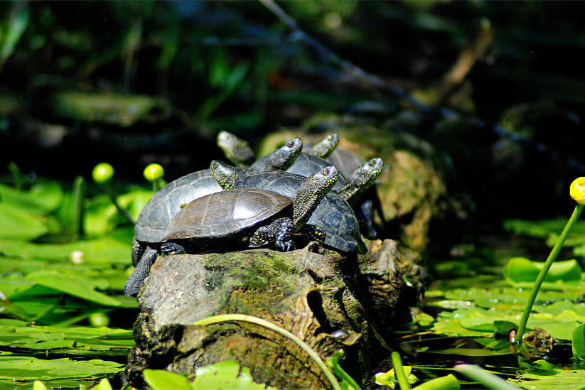 Снижение качества водных ресурсов ставит под угрозу фауну региона. Фото: Александр Чибилев