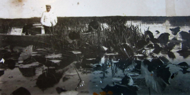 Лотосовые заросли в 1906 году. Фото предоставлено Астраханским заповедником