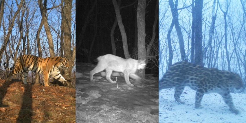 Фотоловушка зафиксировала появление рыси, леопарда и амурского тигра на одном и том же участке