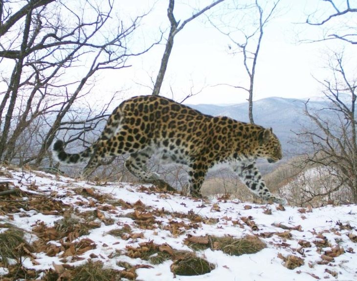 Дальневосточный леопард - самый северный подвид леопардов