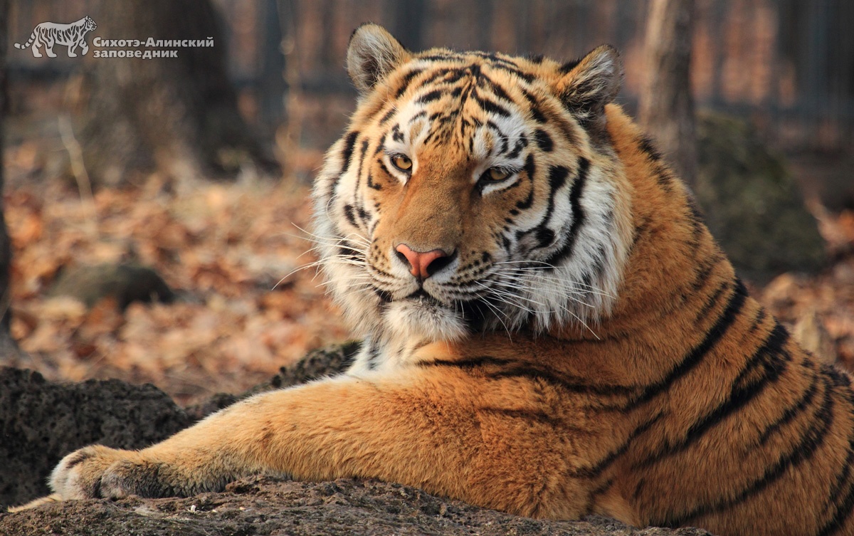 Тигр. Фото: С. Сутыриной