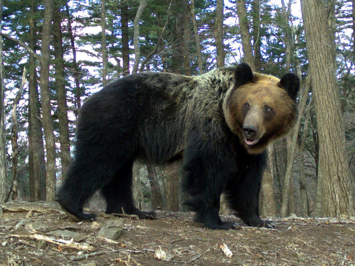 Бурый медведь. Фото предоставлено нацпарком 