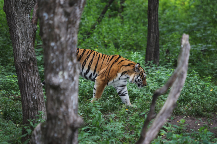 Исчезающий тигр. Фото: Артемий Захаров, участник конкурса РГО 
