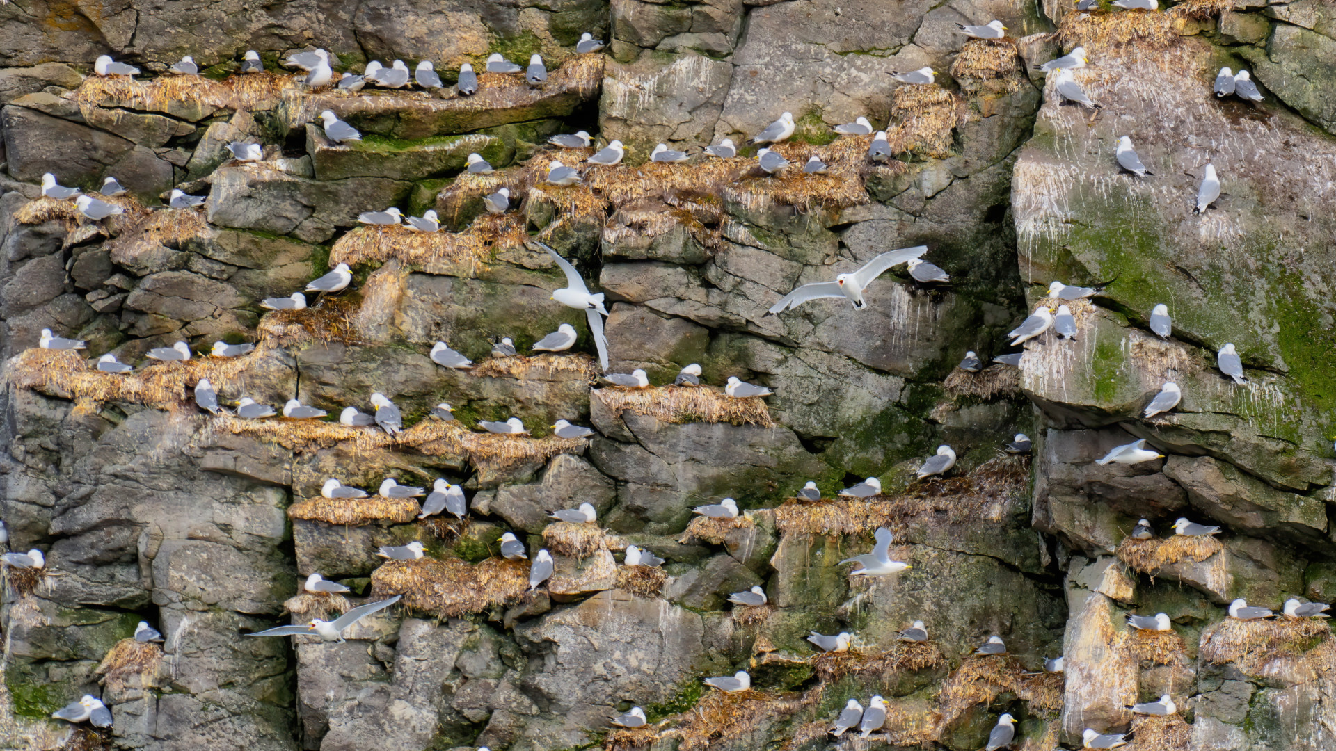 Arctic fauna. Photo: Evgeny Antonov