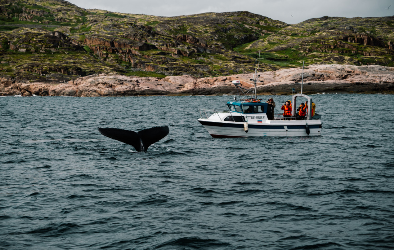 Фотопрогулка на яхте с китами. Фото: 