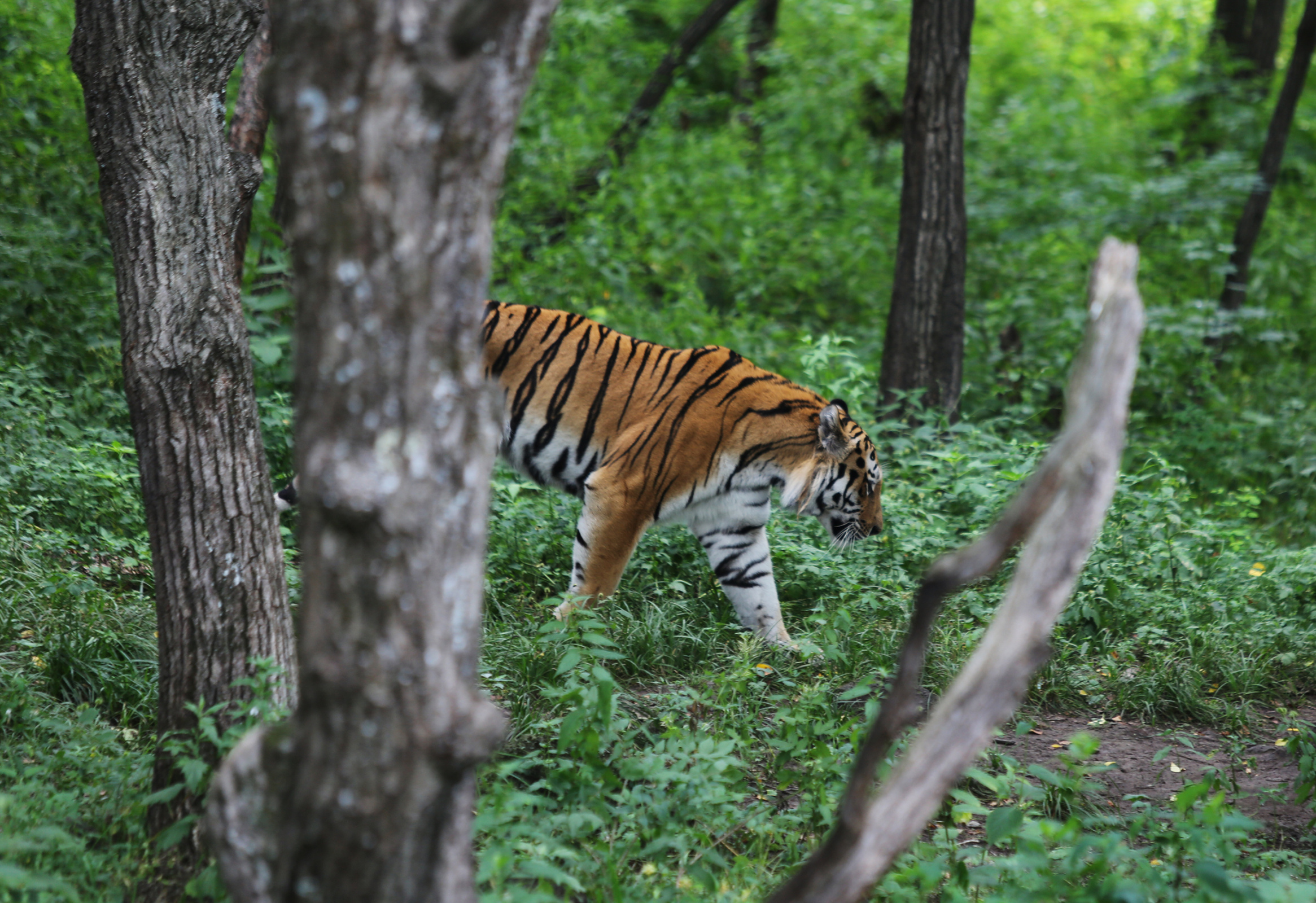 Если тигр травмирован, он может выйти к людям за лёгкой добычей. Фото: Артемий Захаров, участник конкурса 