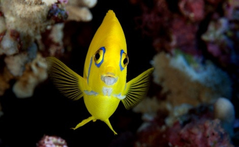 Photo by Enric Sala / National Geographic Pristine Seas