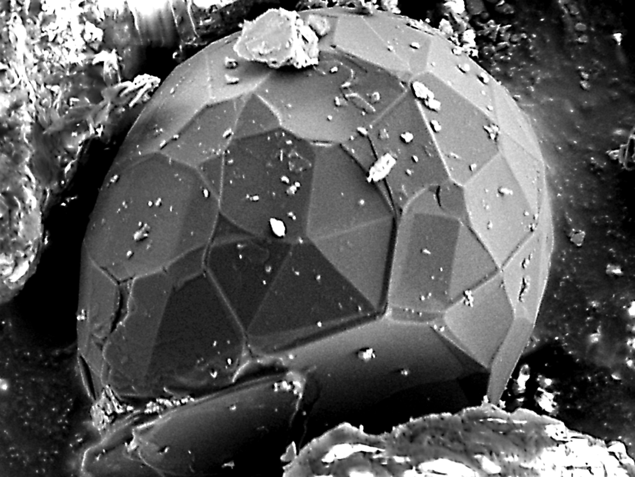 Так выглядит под микроскопом новая форма углерода, обнаруженная в одном из фрагментов метеорита. Фото: Сергей Таскаев
